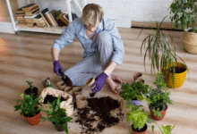 Whats Best For Plants Binchotan Charcoal or Biochar