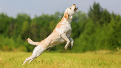 Terranova e Labrador