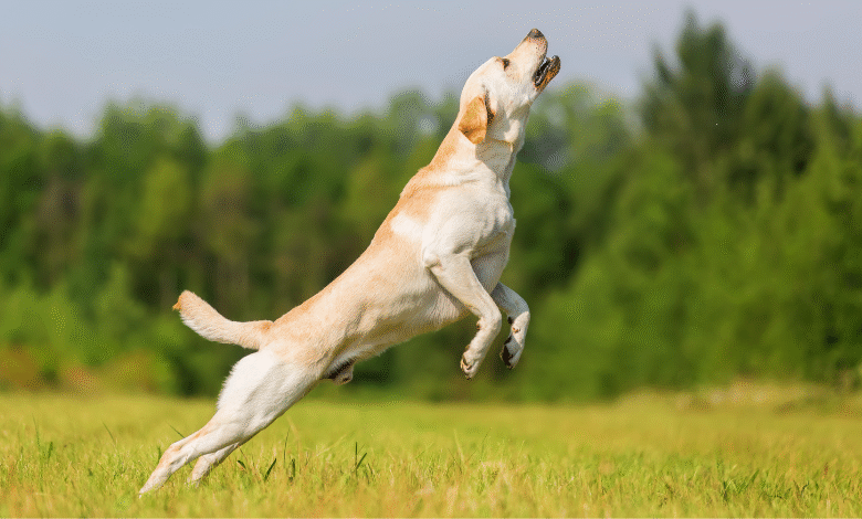 Terranova e Labrador